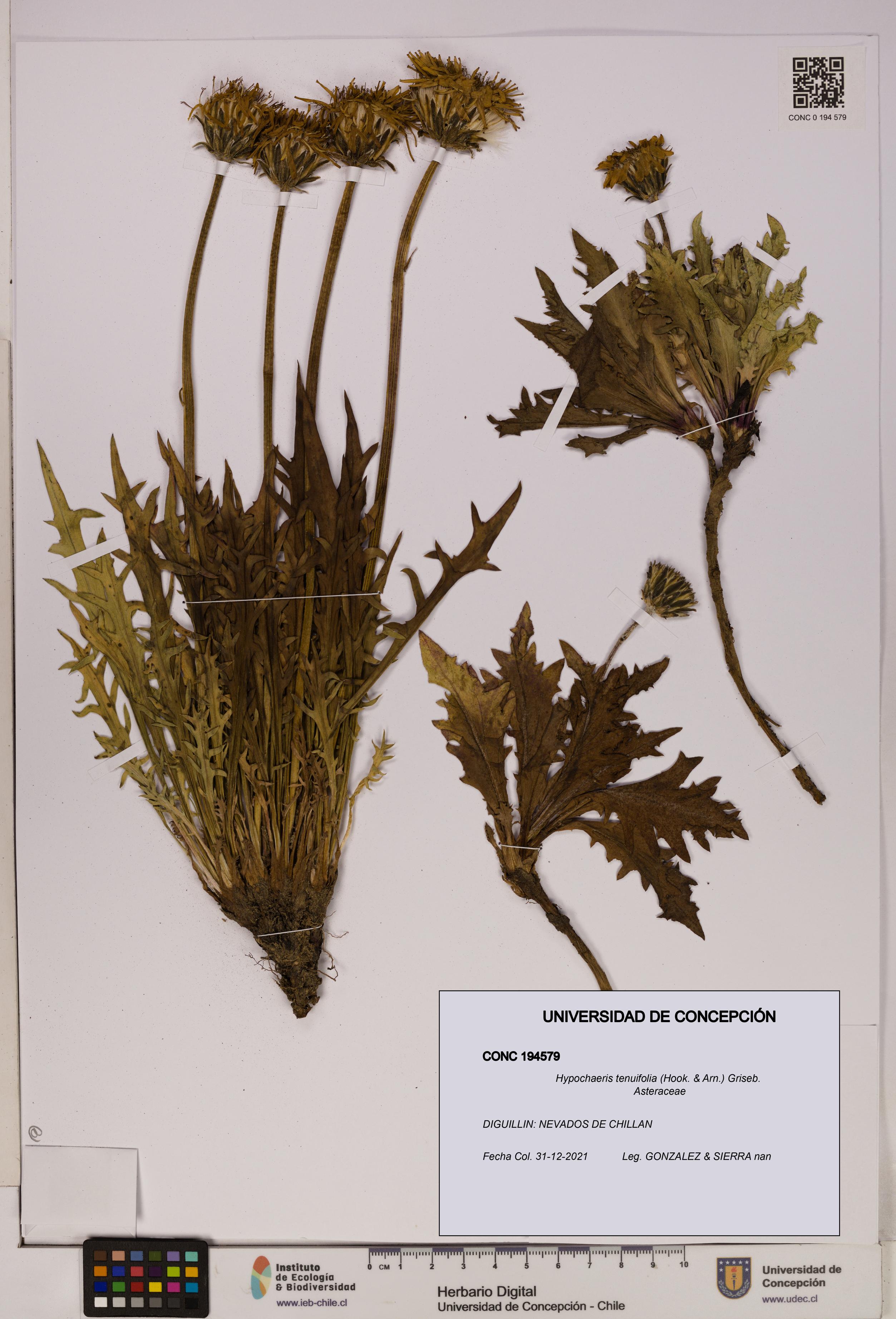 Hypochaeris tenuifolia [Espécimen: UDEC:CONC:0194579]