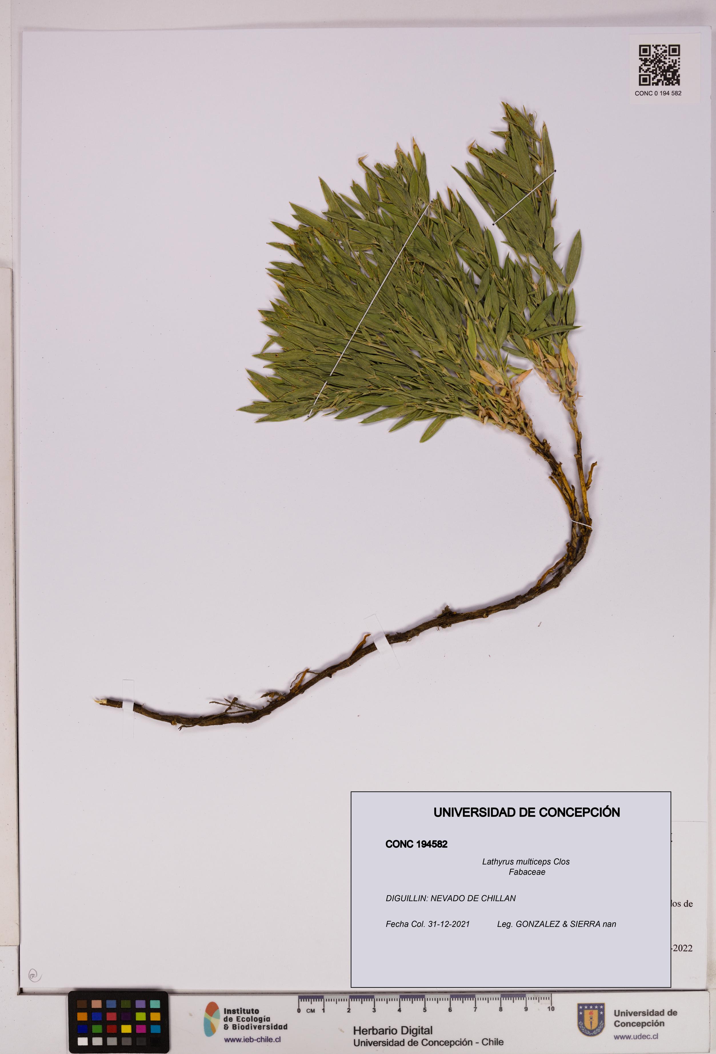 Lathyrus multiceps [Espécimen: UDEC:CONC:0194582]