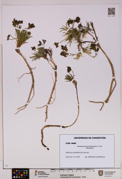 Montiopsis gayana [Espécimen: UDEC:CONC:0194587]