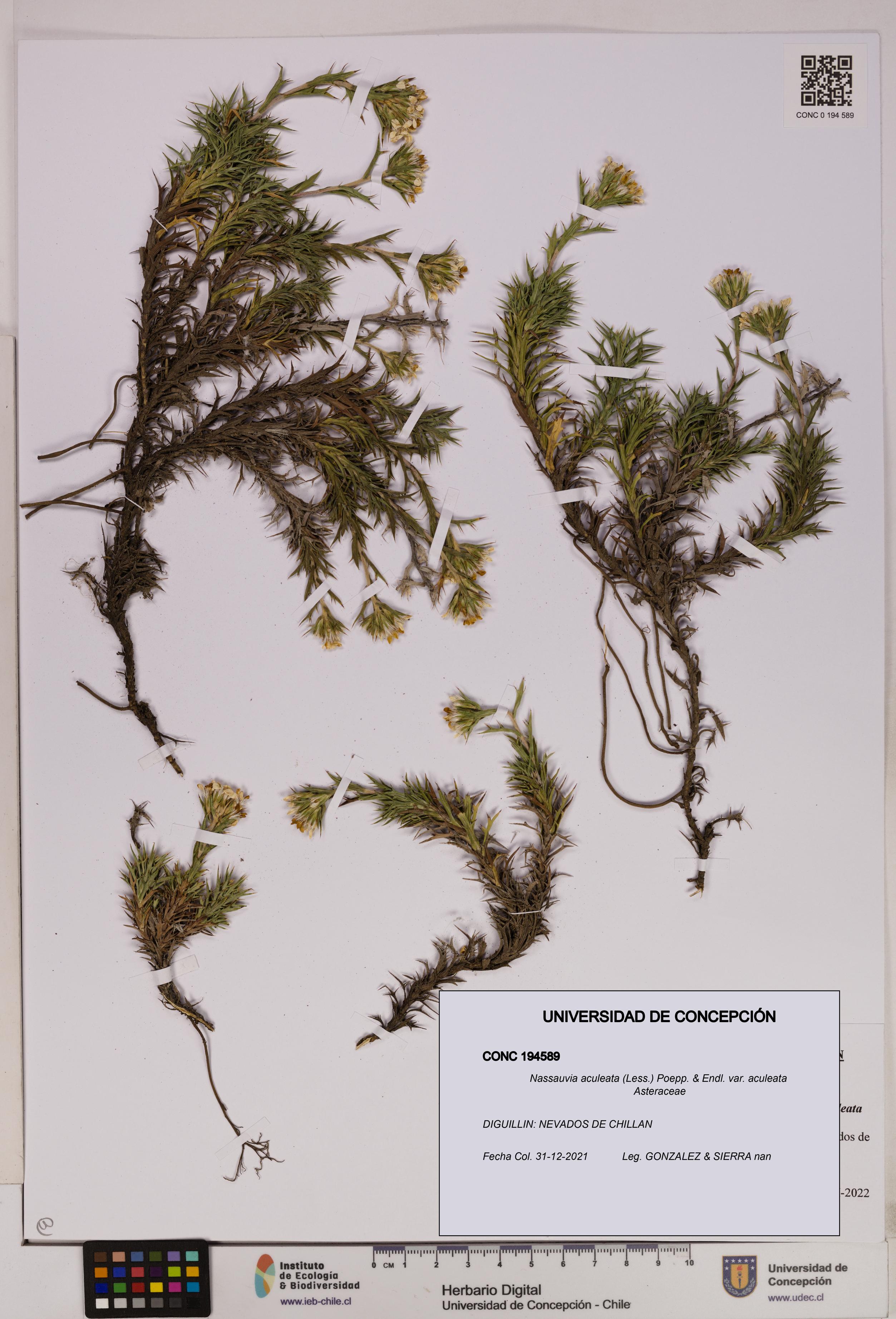 Nassauvia aculeata [Espécimen: UDEC:CONC:0194589]