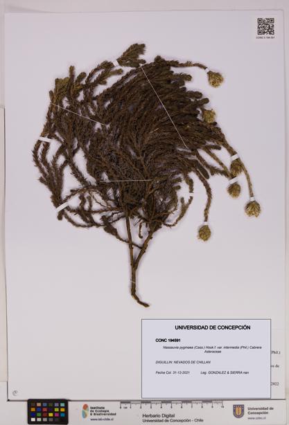 Nassauvia pygmaea [Espécimen: UDEC:CONC:0194591]
