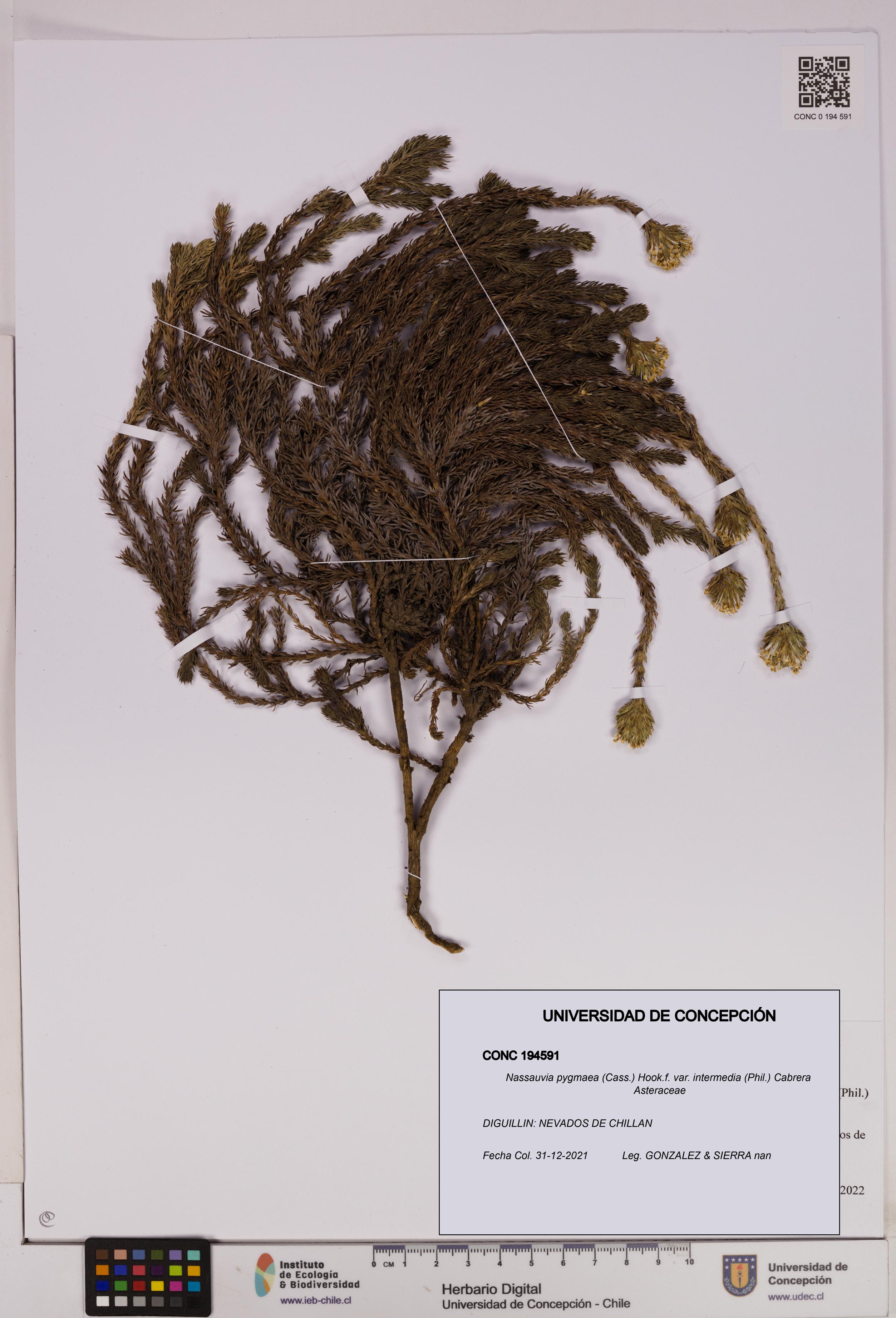 Nassauvia pygmaea [Espécimen: UDEC:CONC:0194591]