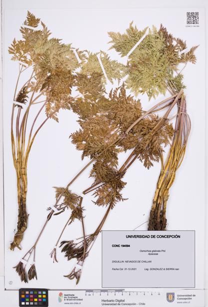 Osmorhiza glabrata [Espécimen: ]
