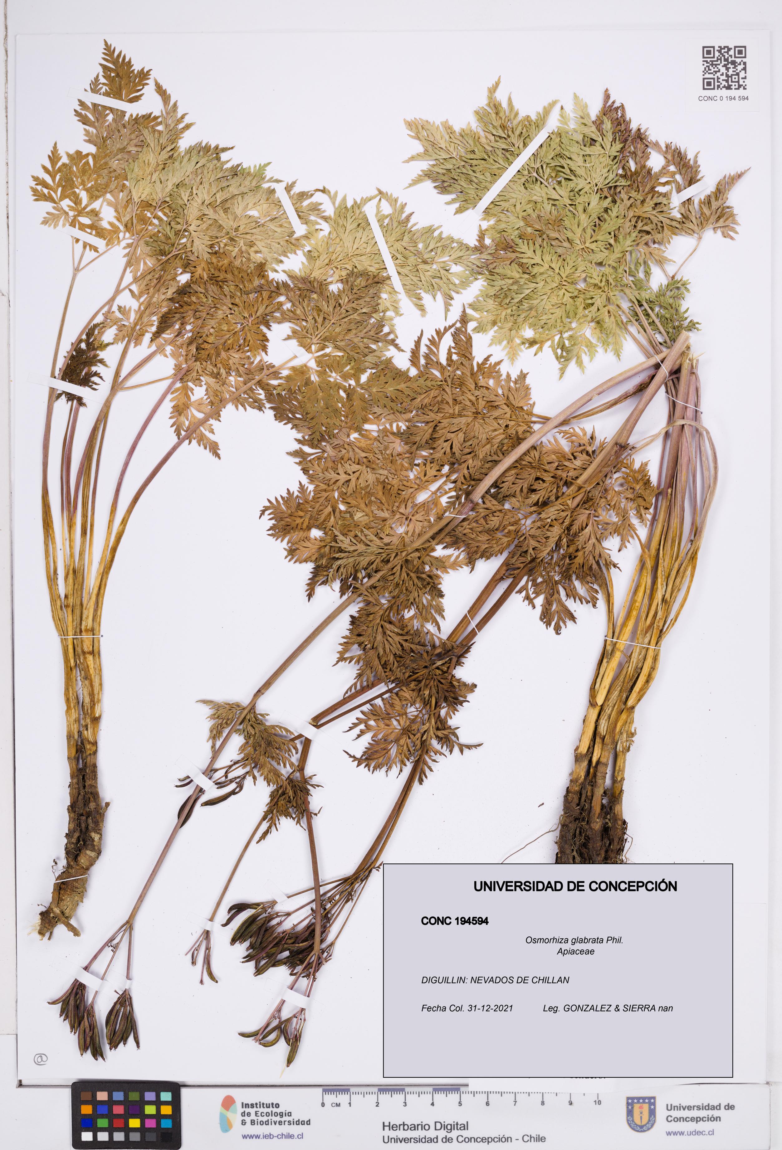 Osmorhiza glabrata [Espécimen: ]