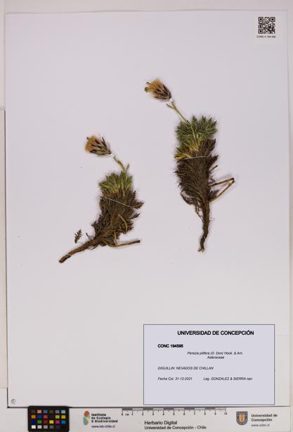 Perezia pilifera [Espécimen: UDEC:CONC:0194595]