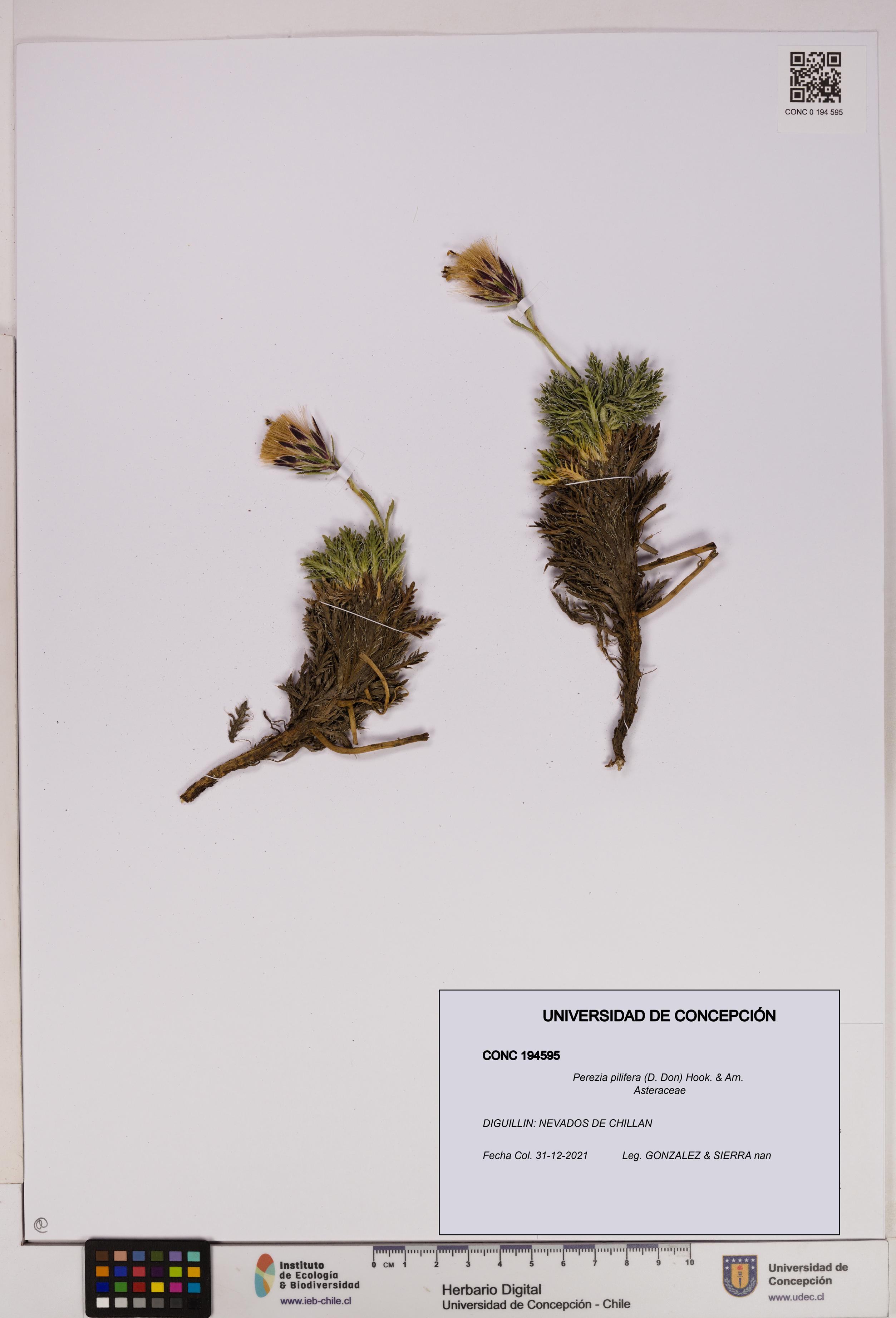 Perezia pilifera [Espécimen: UDEC:CONC:0194595]