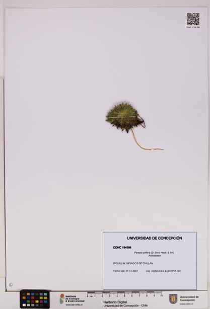 Perezia pilifera [Espécimen: UDEC:CONC:0194596]