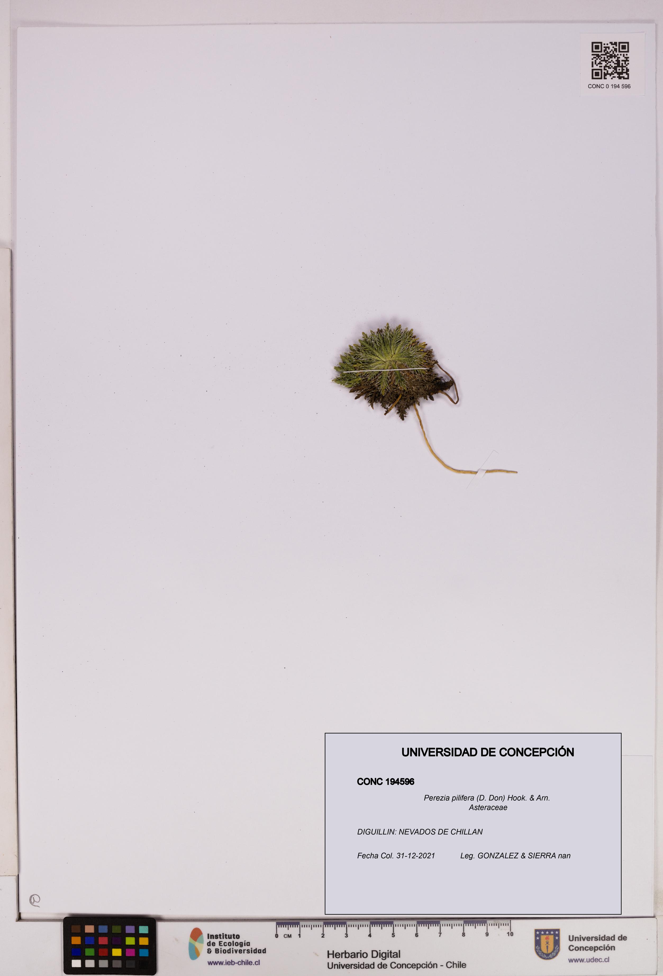 Perezia pilifera [Espécimen: UDEC:CONC:0194596]