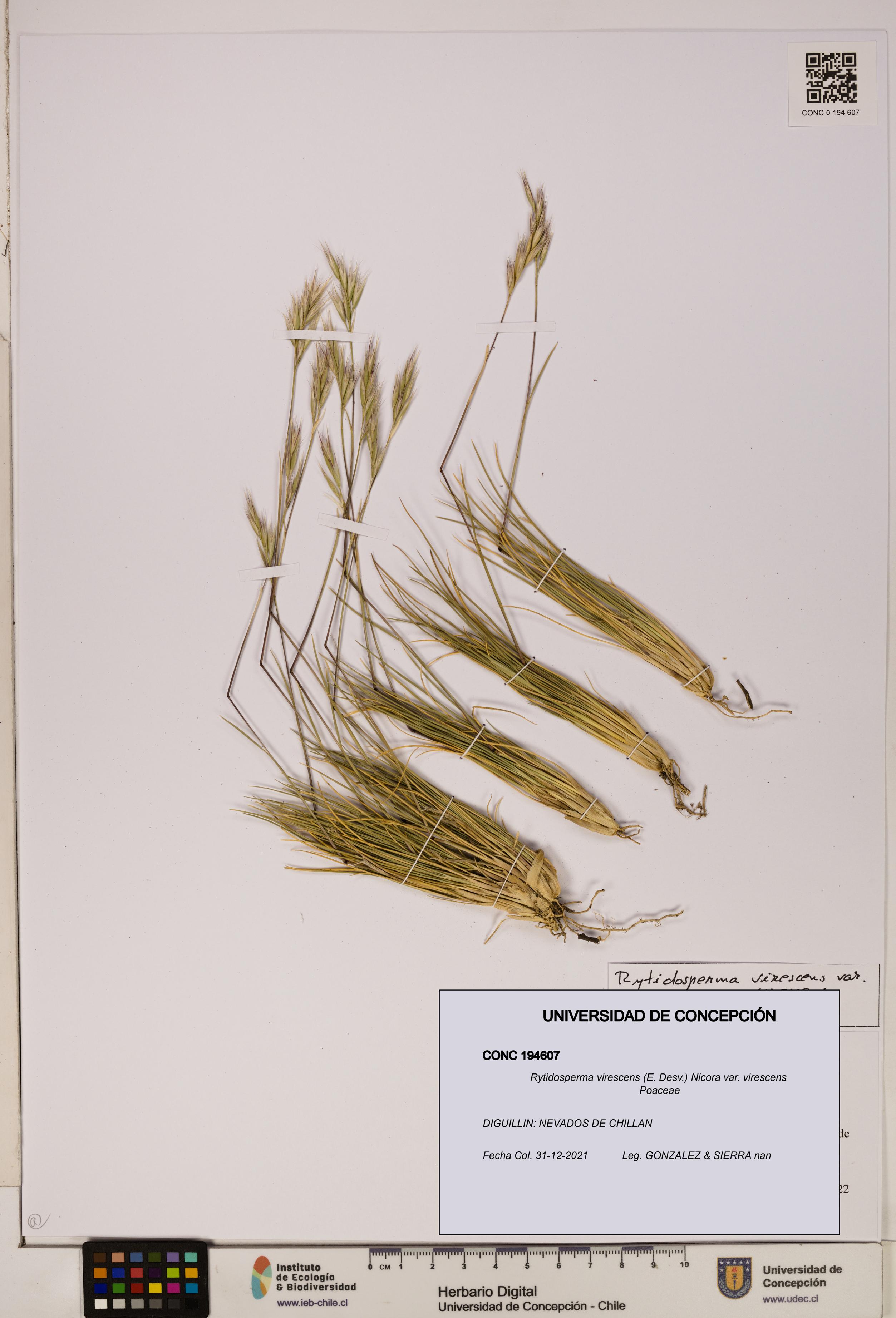 Rytidosperma virescens var. virescens [Espécimen: ]