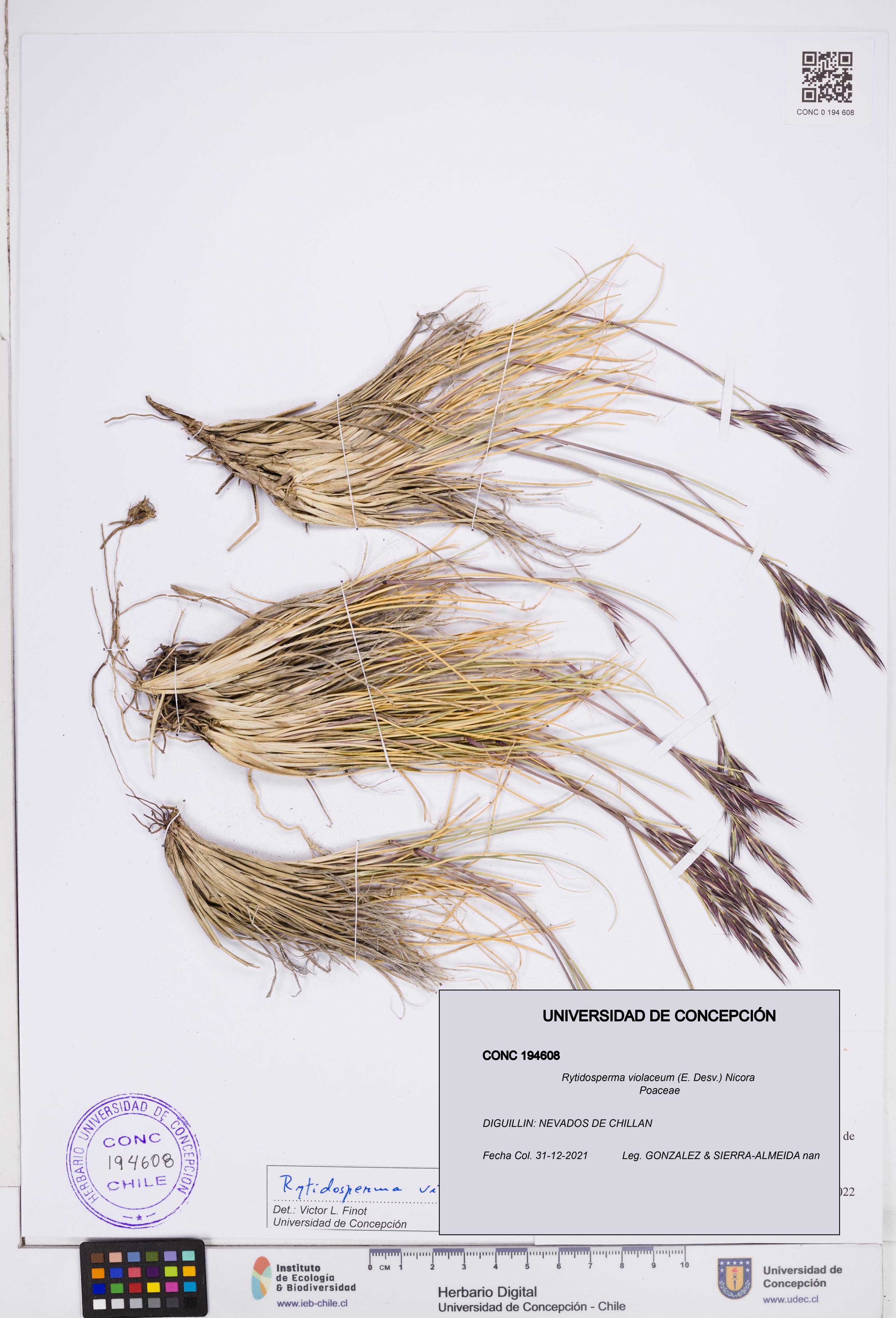 Rytidosperma violaceum [Espécimen: ]