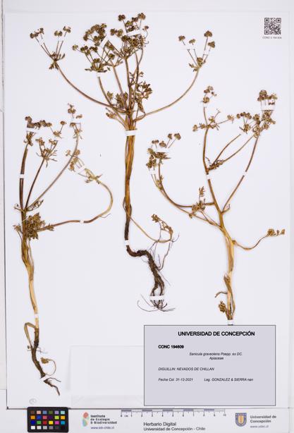 Sanicula graveolens [Espécimen: ]