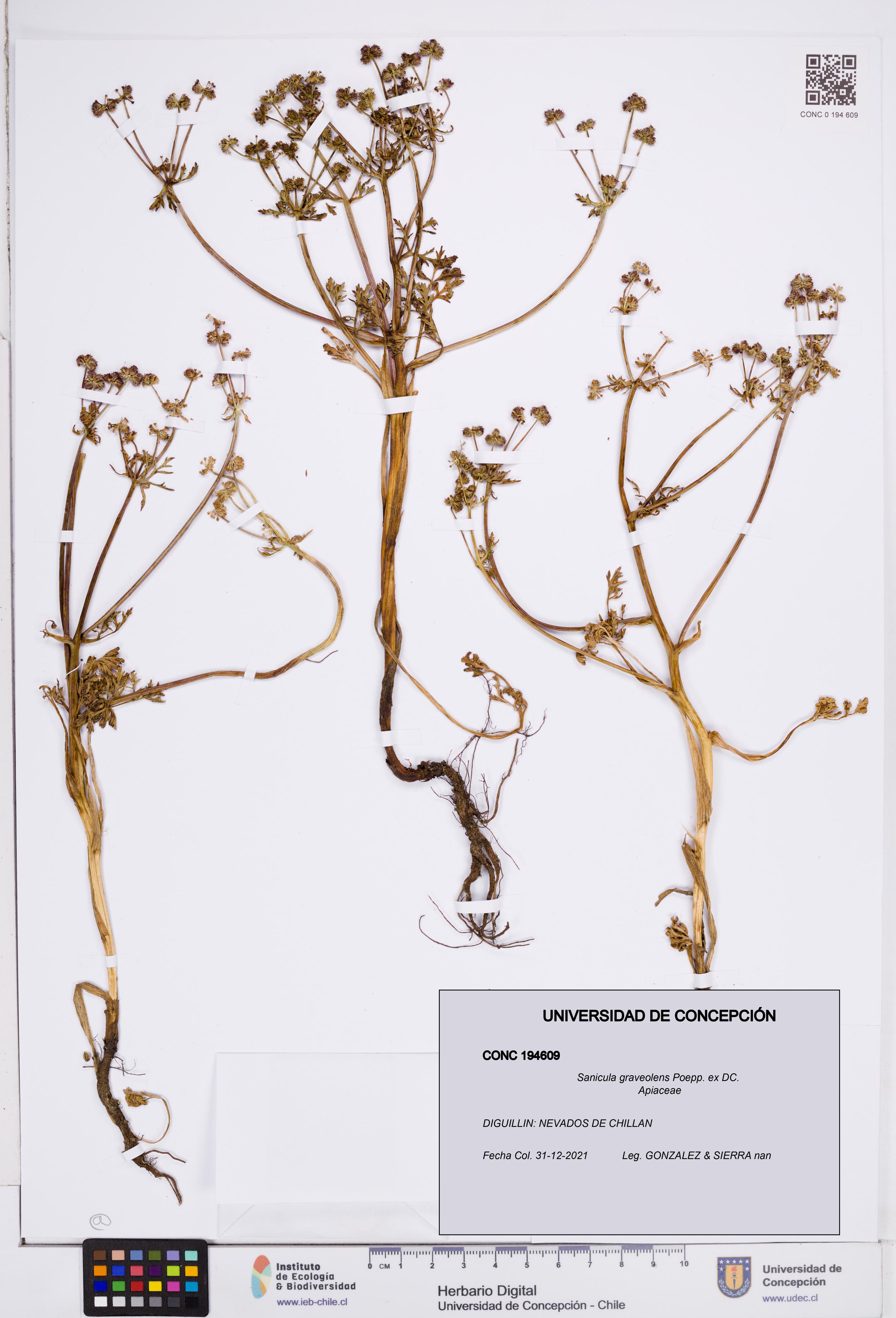 Sanicula graveolens [Espécimen: ]