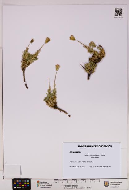 Senecio pachyphyllos [Espécimen: UDEC:CONC:0194610]