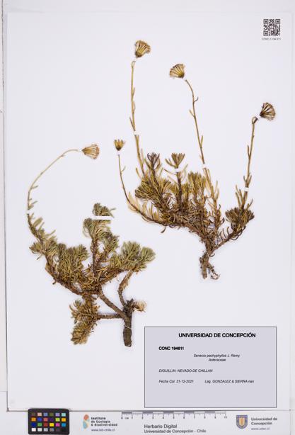 Senecio pachyphyllos [Espécimen: ]
