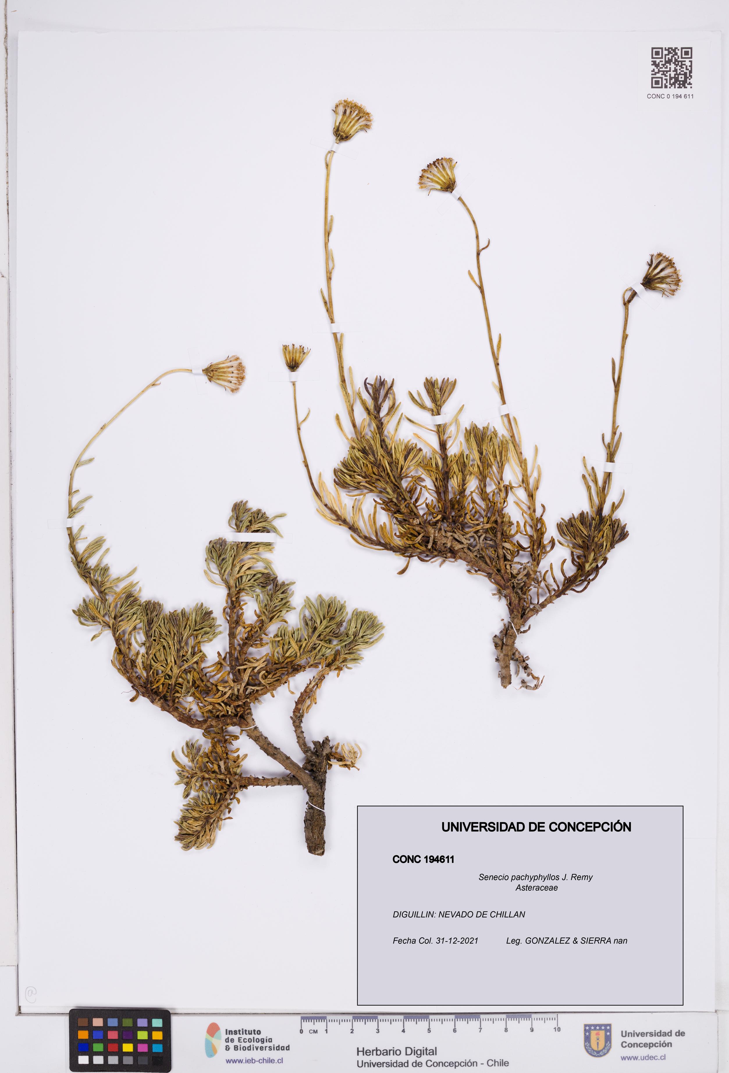 Senecio pachyphyllos [Espécimen: ]