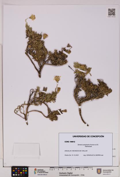 Senecio polyphyllus [Espécimen: UDEC:CONC:0194612]