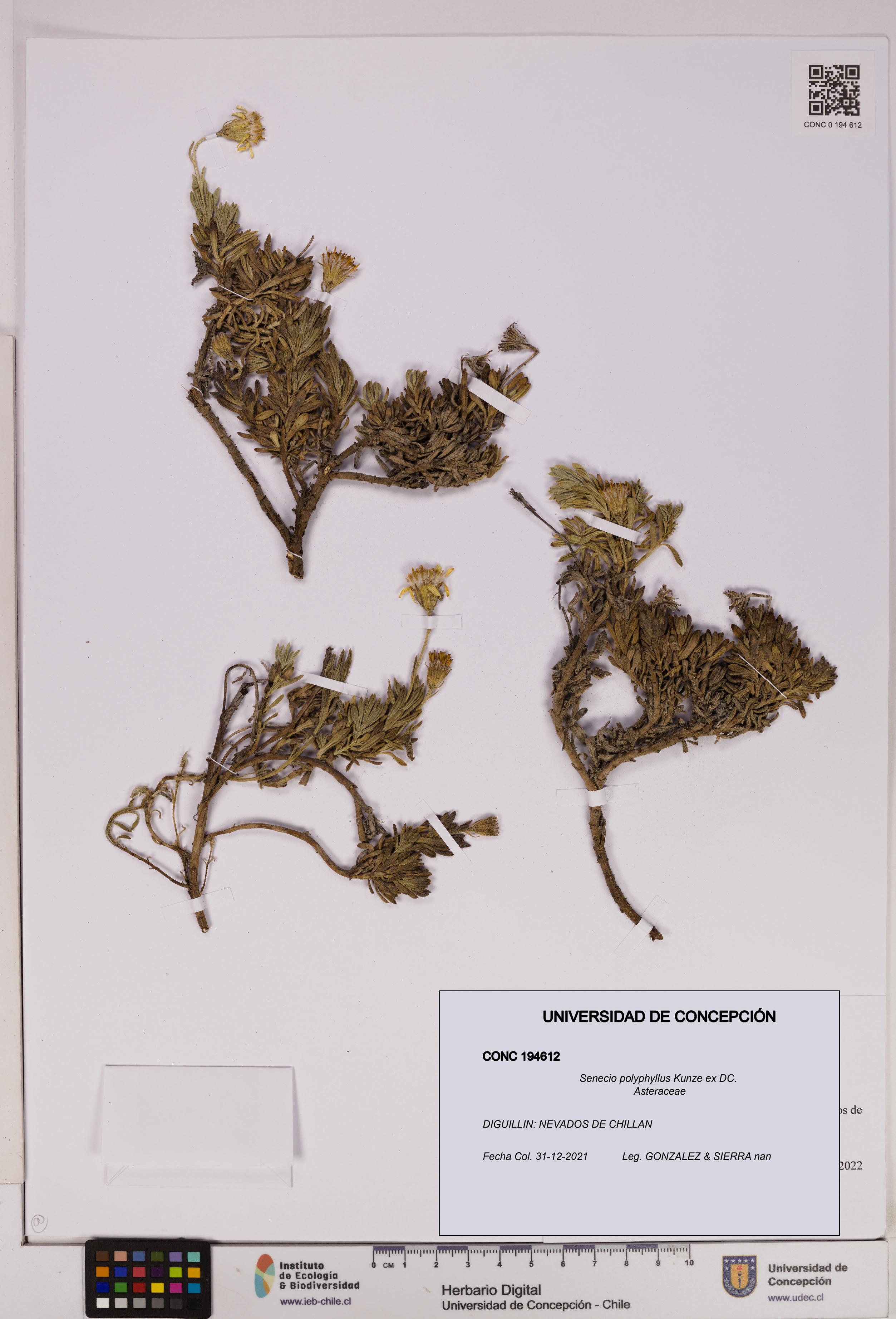 Senecio polyphyllus [Espécimen: UDEC:CONC:0194612]