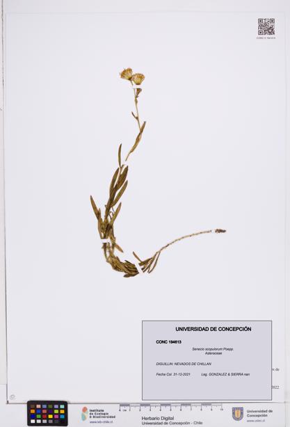 Senecio scopulorum [Espécimen: ]