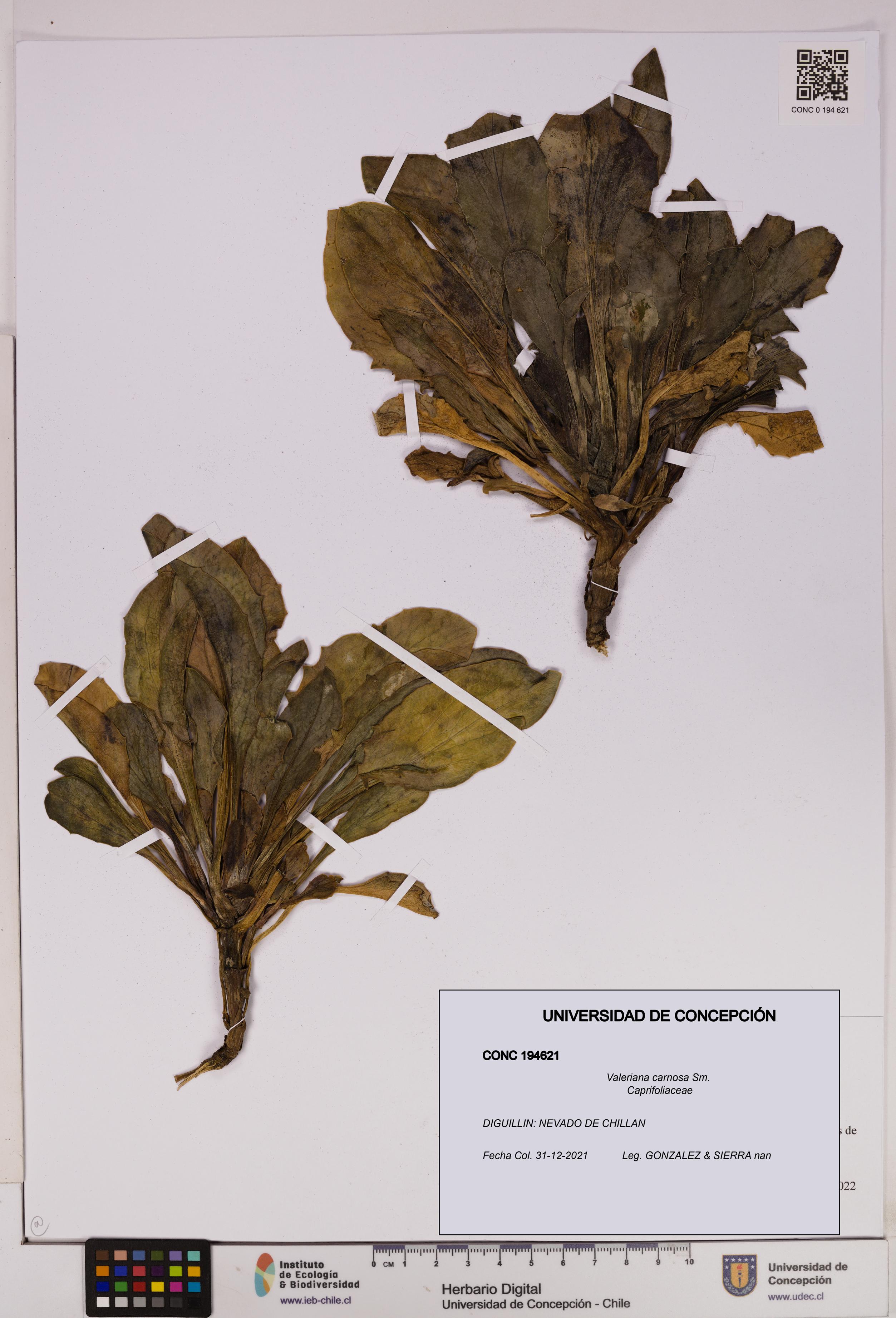 Valeriana carnosa [Espécimen: UDEC:CONC:0194621]