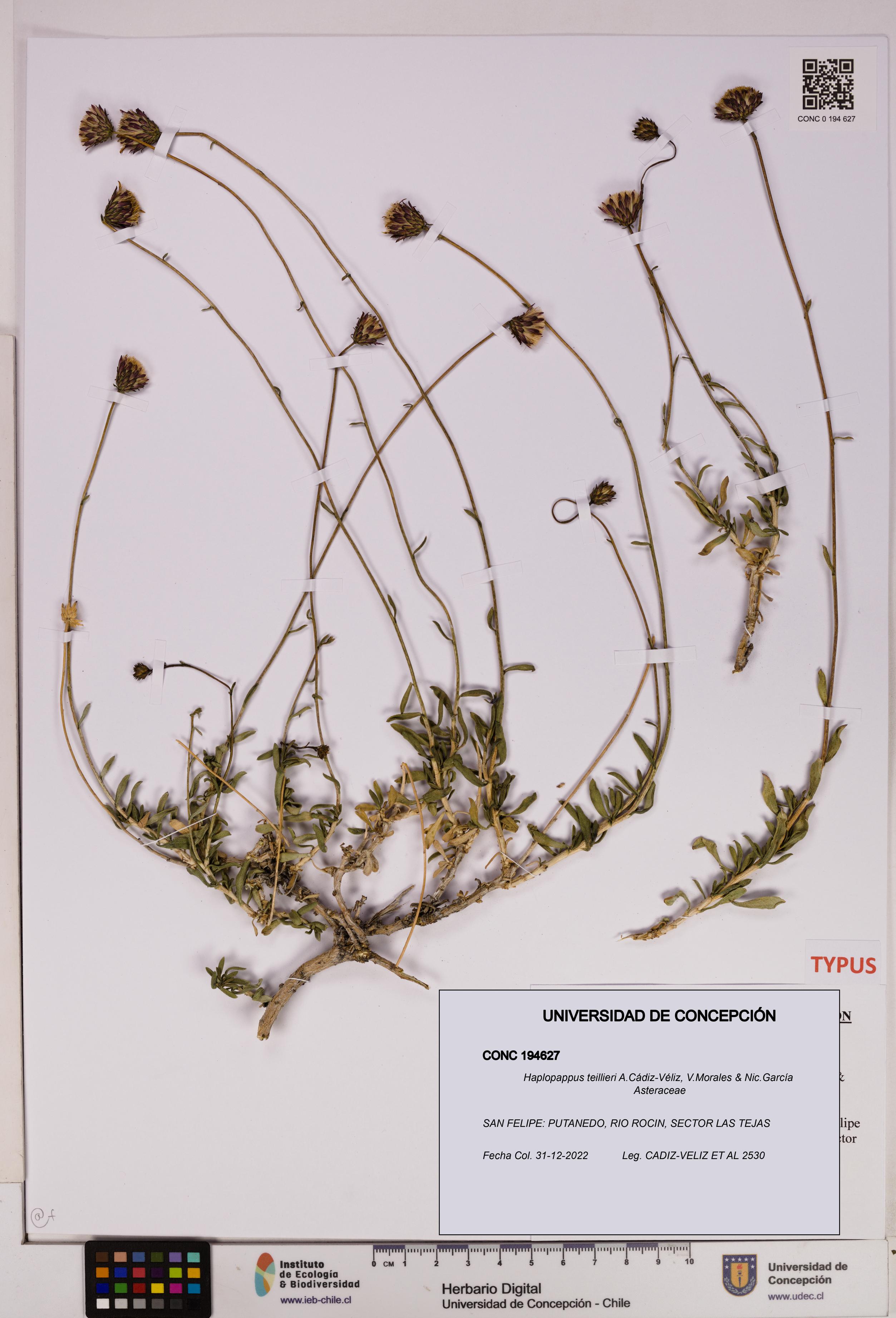 Haplopappus teillieri [Espécimen: UDEC:CONC:0194627]