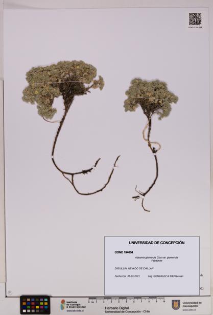 Adesmia glomerula [Espécimen: UDEC:CONC:0194634]