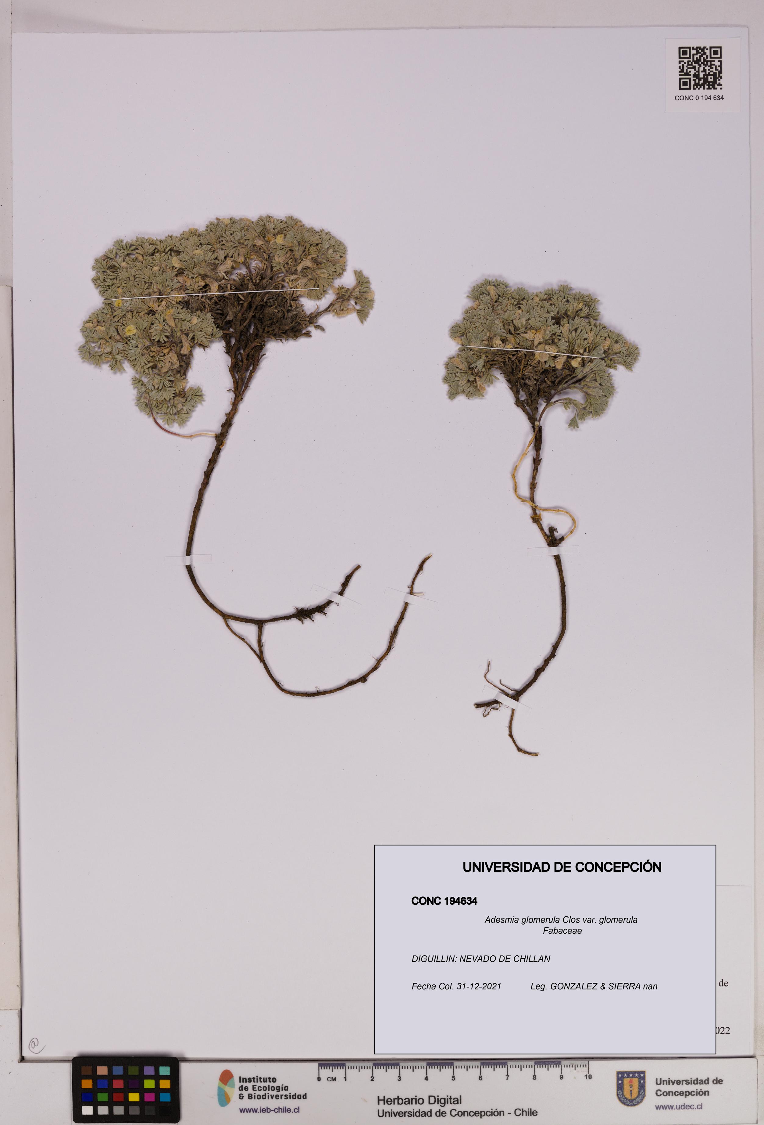 Adesmia glomerula [Espécimen: UDEC:CONC:0194634]