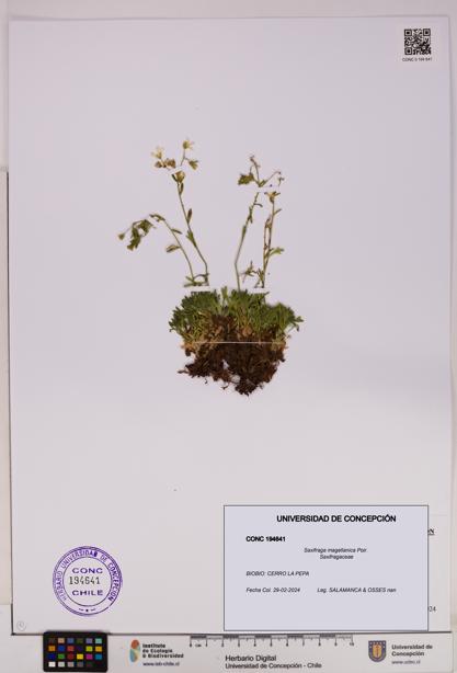 Saxifraga magellanica [Espécimen: UDEC:CONC:0194641]