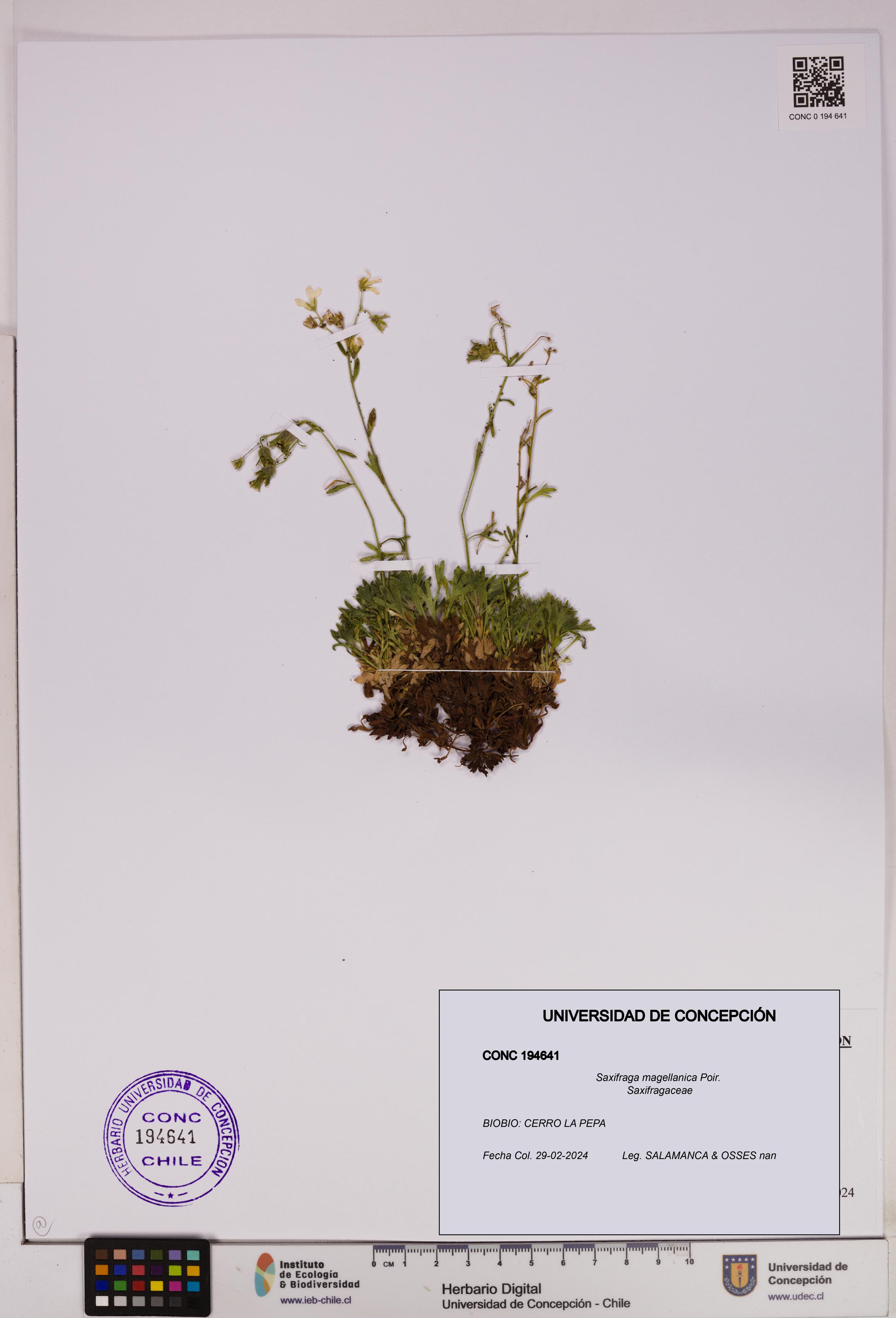Saxifraga magellanica [Espécimen: UDEC:CONC:0194641]