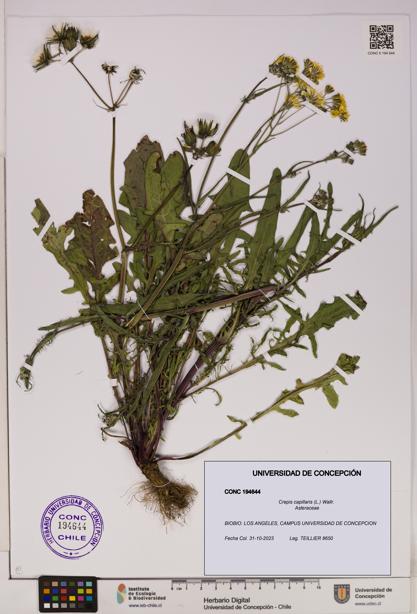 Crepis capillaris [Espécimen: UDEC:CONC:0194644]