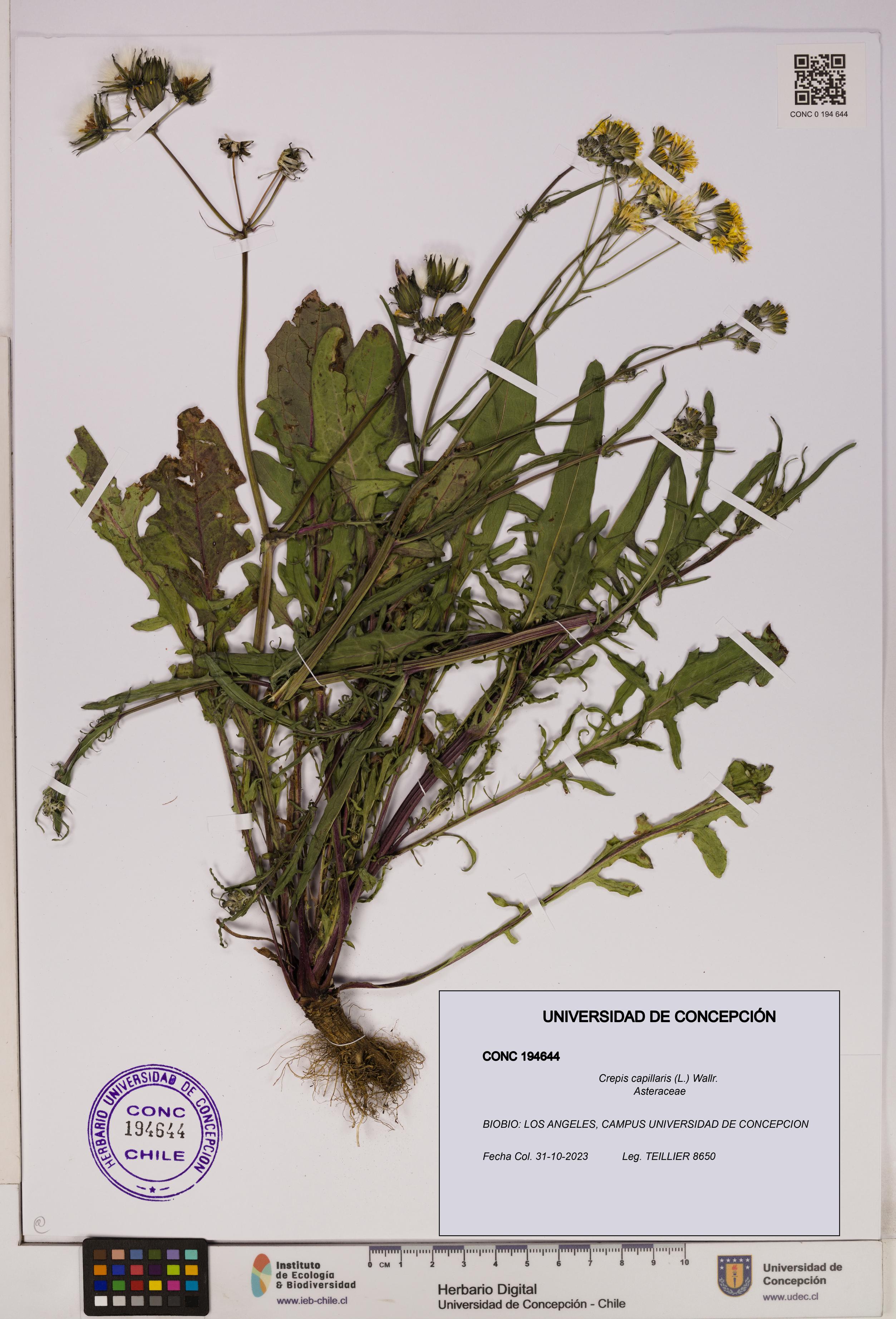Crepis capillaris [Espécimen: UDEC:CONC:0194644]