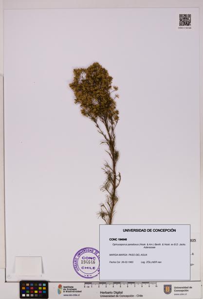 Ophryosporus paradoxus [Espécimen: UDEC:CONC:0194646]