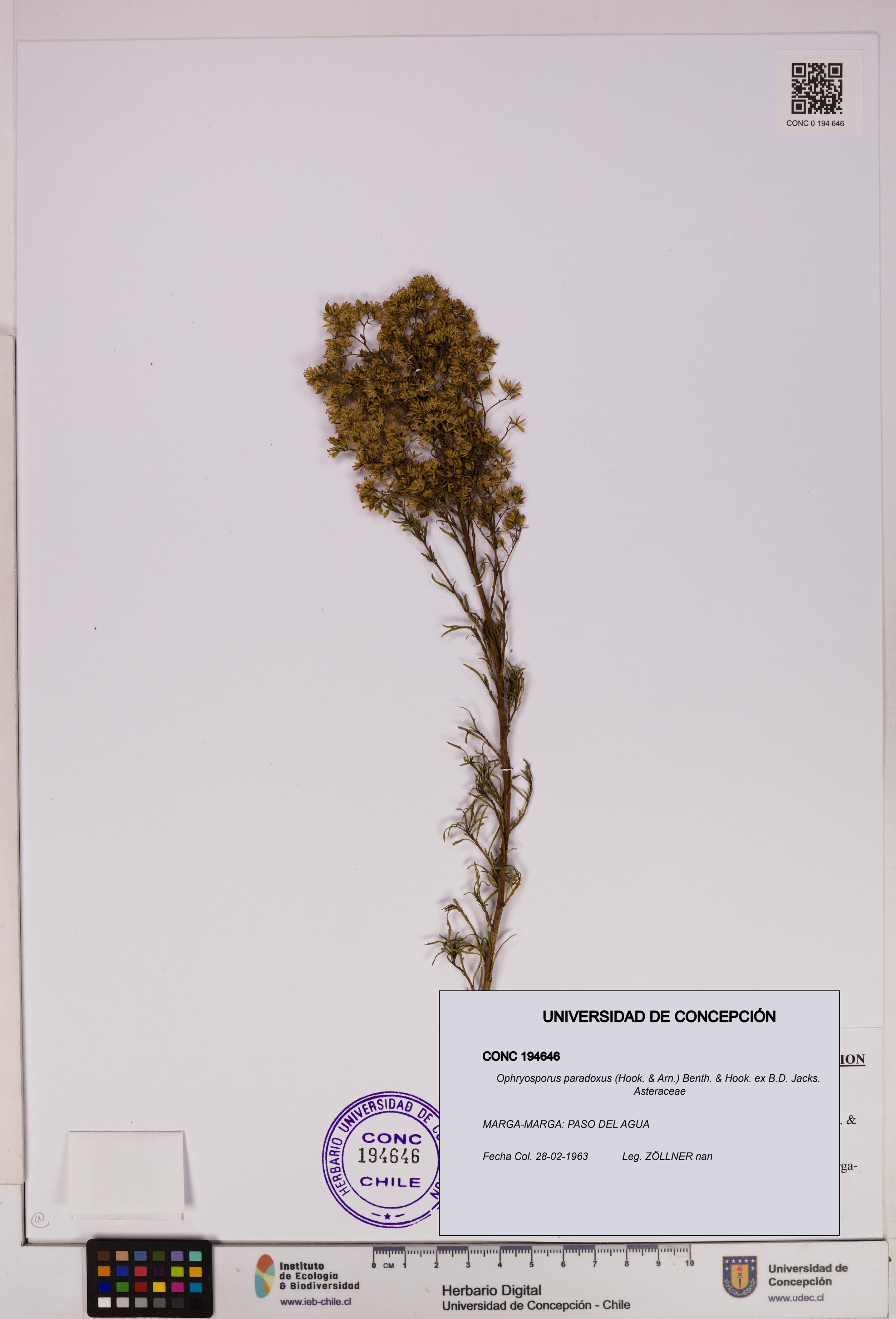 Ophryosporus paradoxus [Espécimen: UDEC:CONC:0194646]