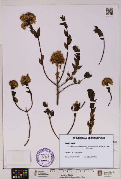 Ophryosporus heptanthus [Espécimen: UDEC:CONC:0194647]