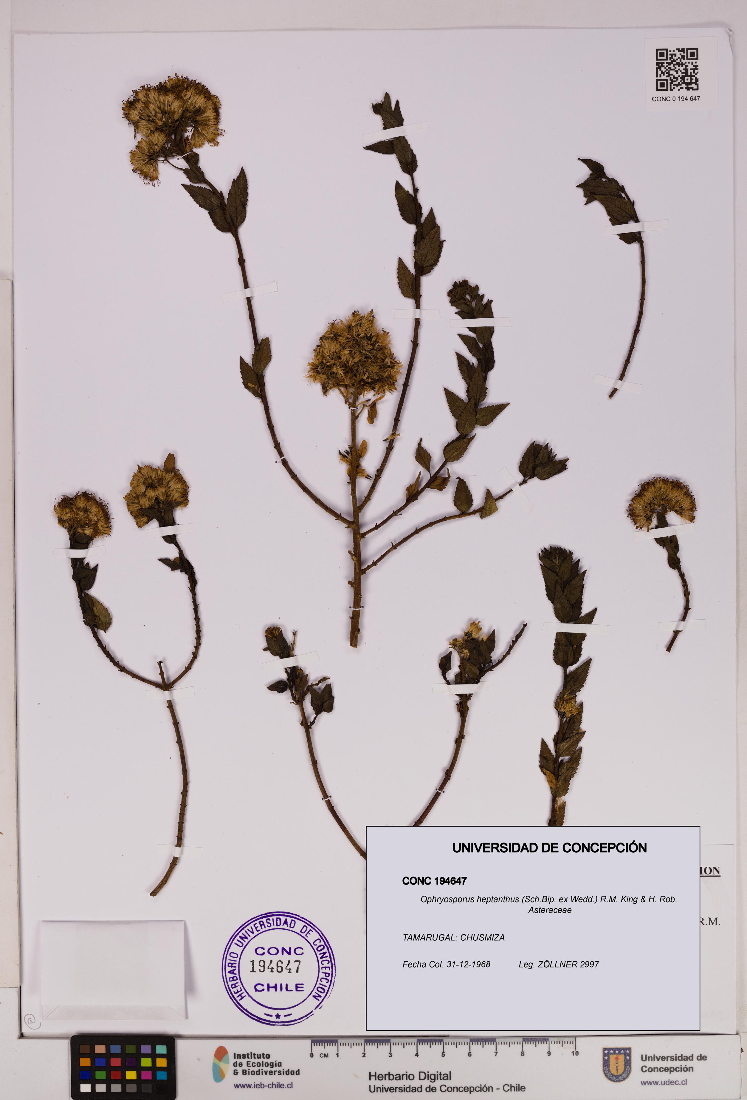 Ophryosporus heptanthus [Espécimen: UDEC:CONC:0194647]