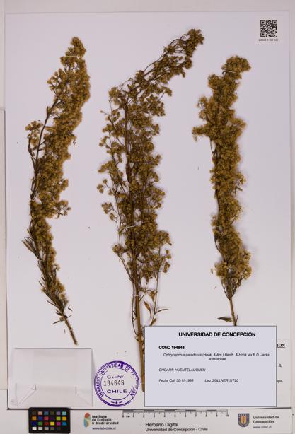 Ophryosporus paradoxus [Espécimen: UDEC:CONC:0194648]