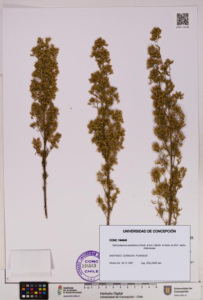 Ophryosporus paradoxus [Espécimen: UDEC:CONC:0194649]