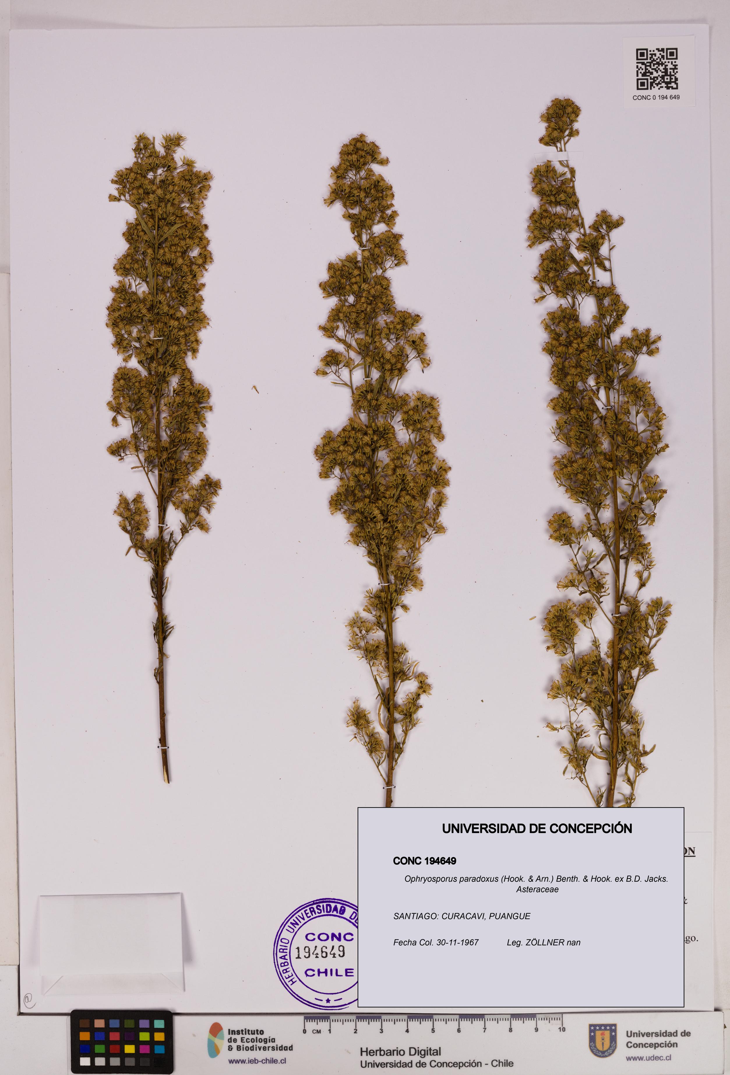 Ophryosporus paradoxus [Espécimen: UDEC:CONC:0194649]