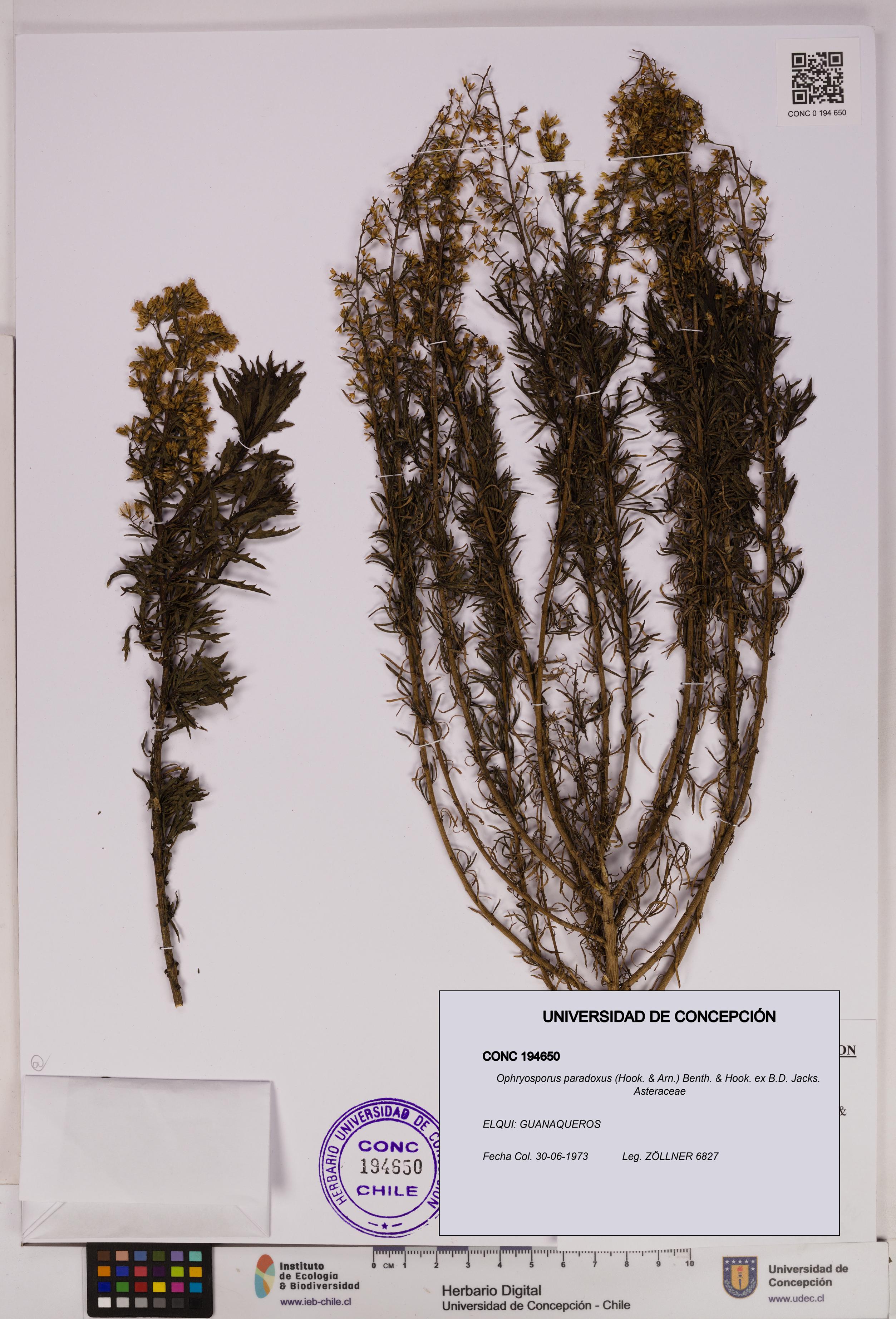 Ophryosporus paradoxus [Espécimen: UDEC:CONC:0194650]