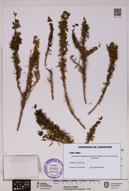 Ophryosporus paradoxus [Espécimen: UDEC:CONC:0194651]