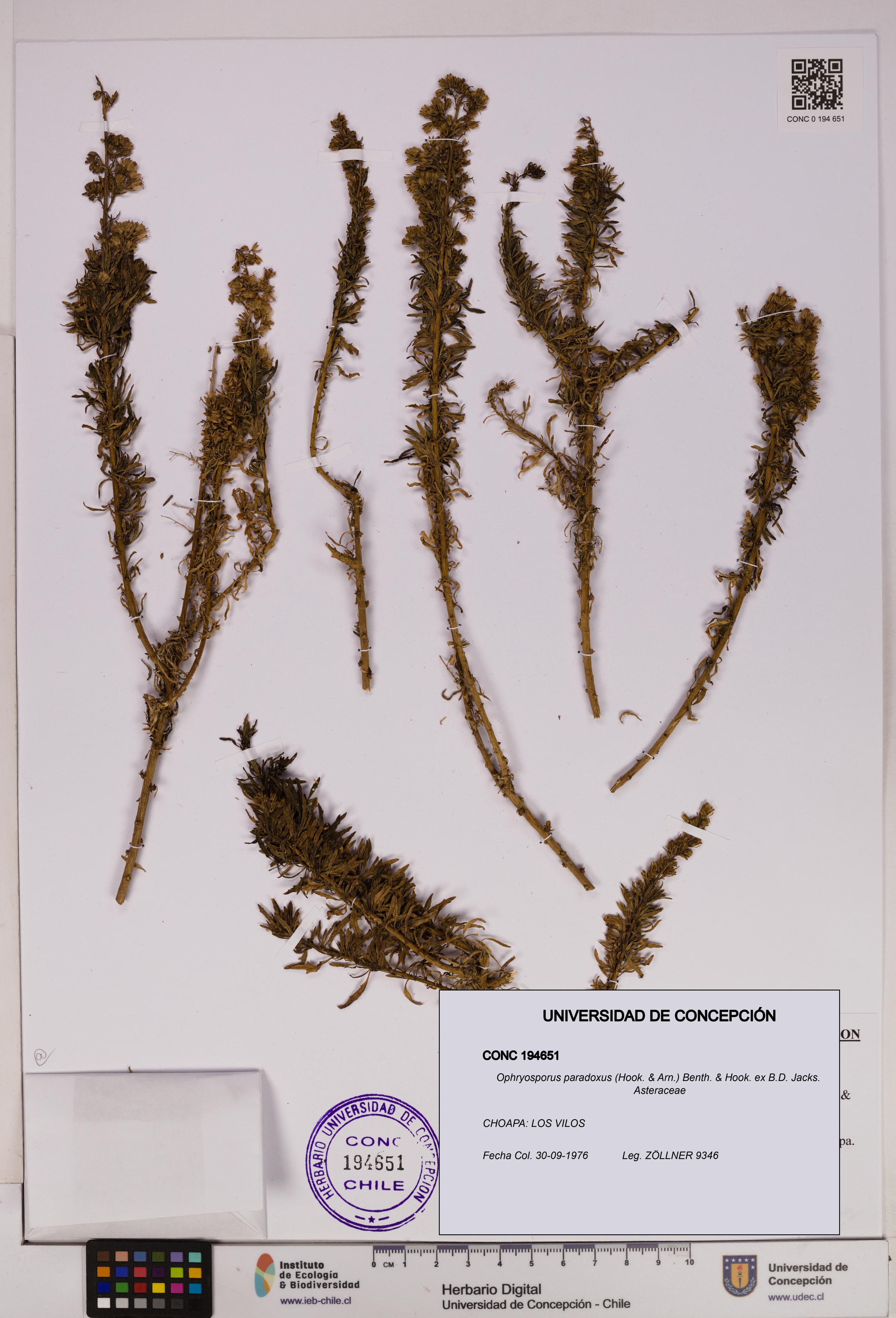 Ophryosporus paradoxus [Espécimen: UDEC:CONC:0194651]