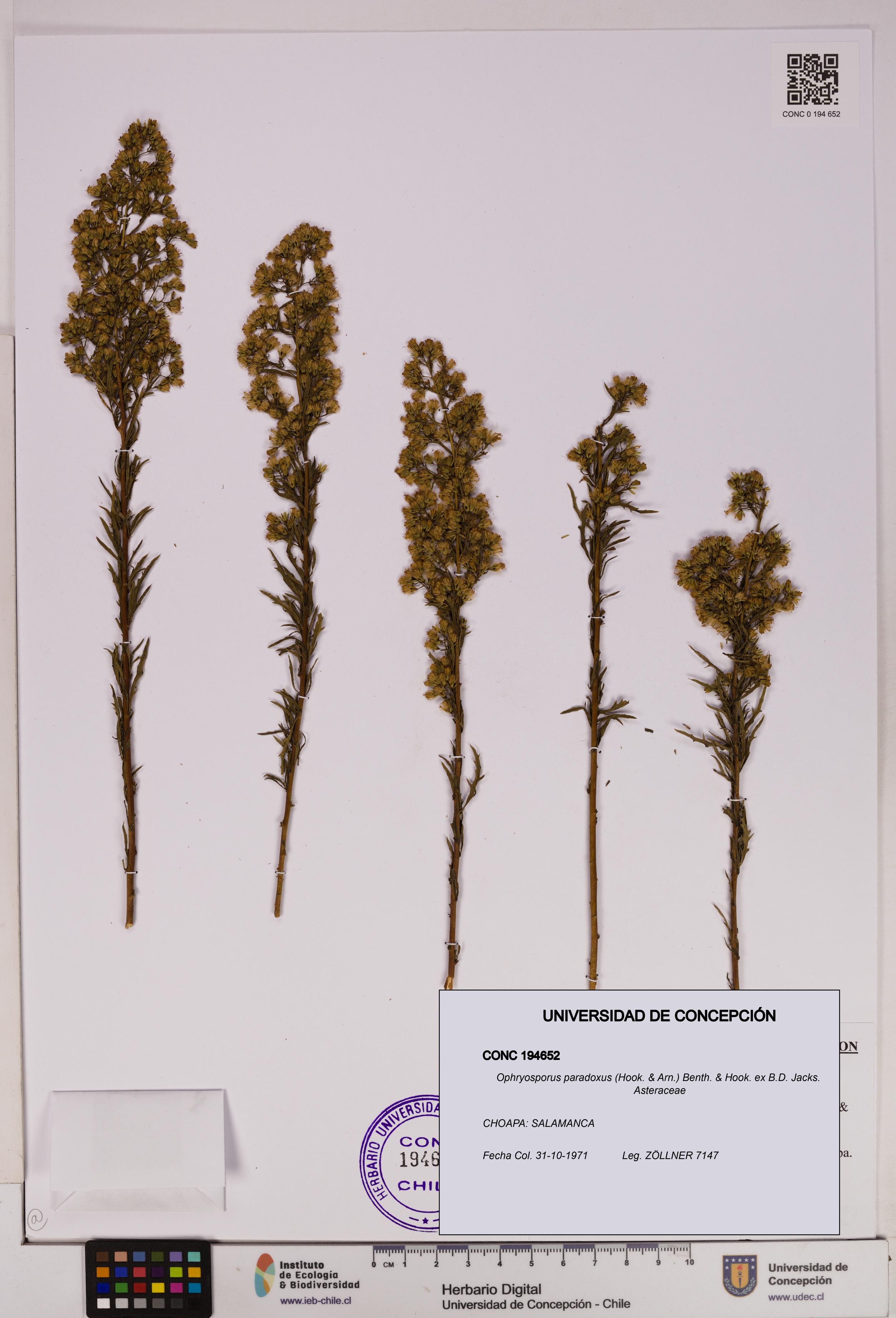 Ophryosporus paradoxus [Espécimen: UDEC:CONC:0194652]