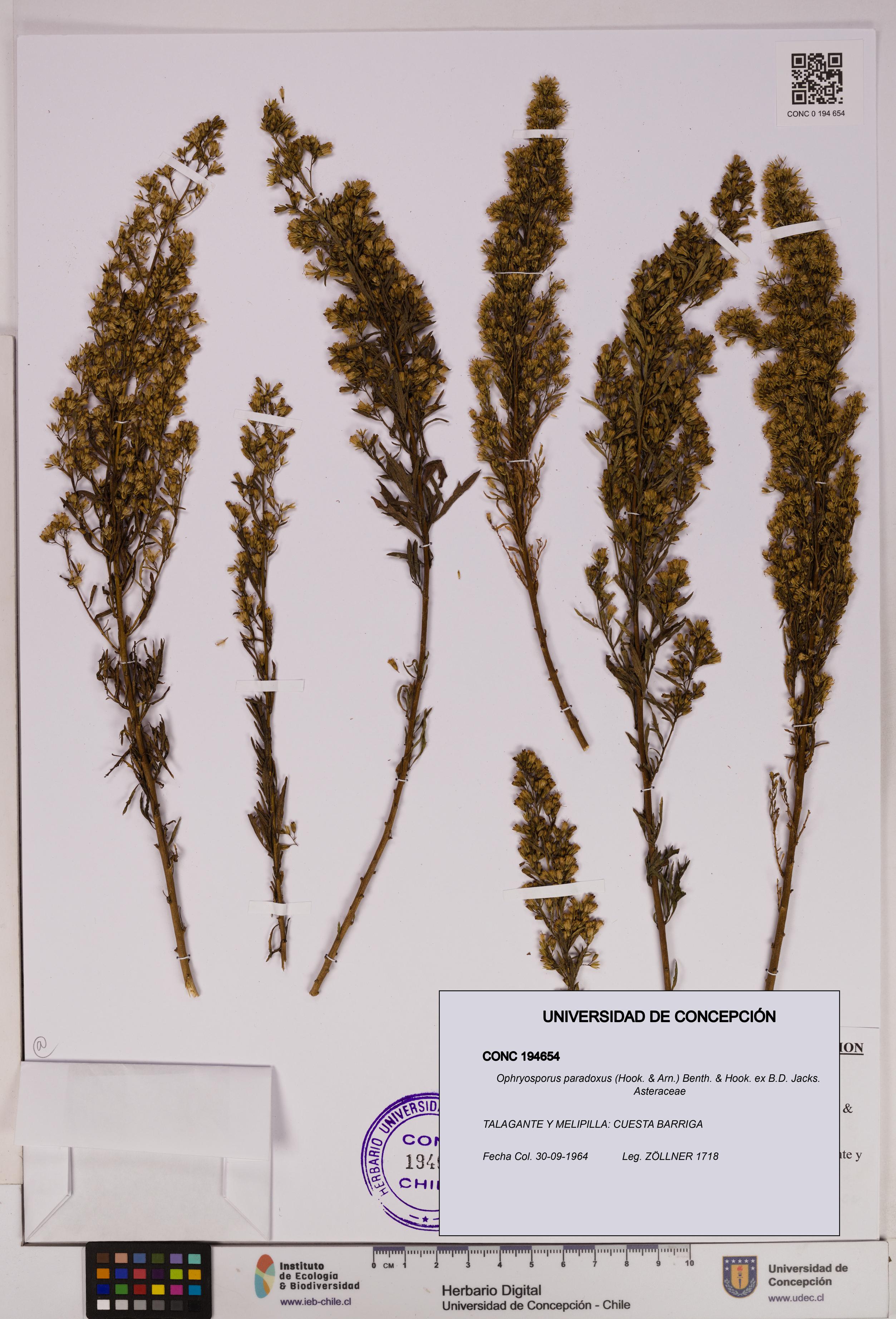 Ophryosporus paradoxus [Espécimen: UDEC:CONC:0194654]