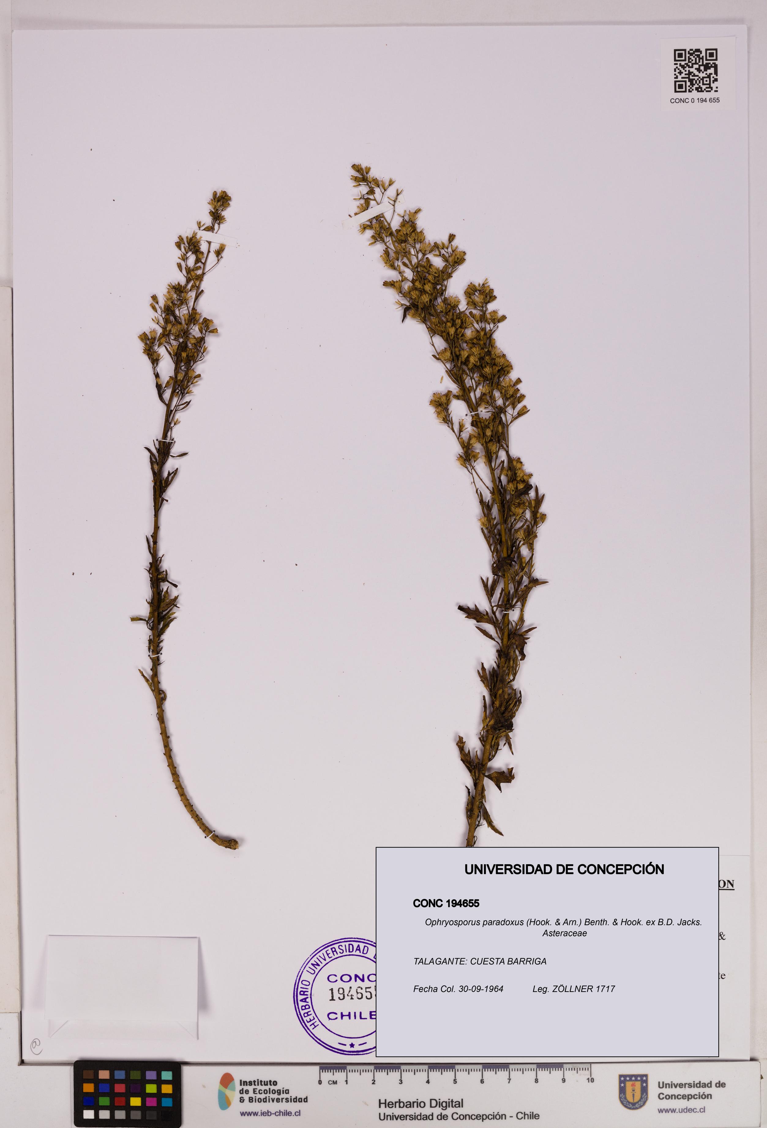 Ophryosporus paradoxus [Espécimen: UDEC:CONC:0194655]
