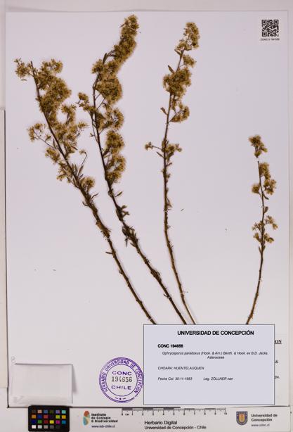 Ophryosporus paradoxus [Espécimen: UDEC:CONC:0194656]