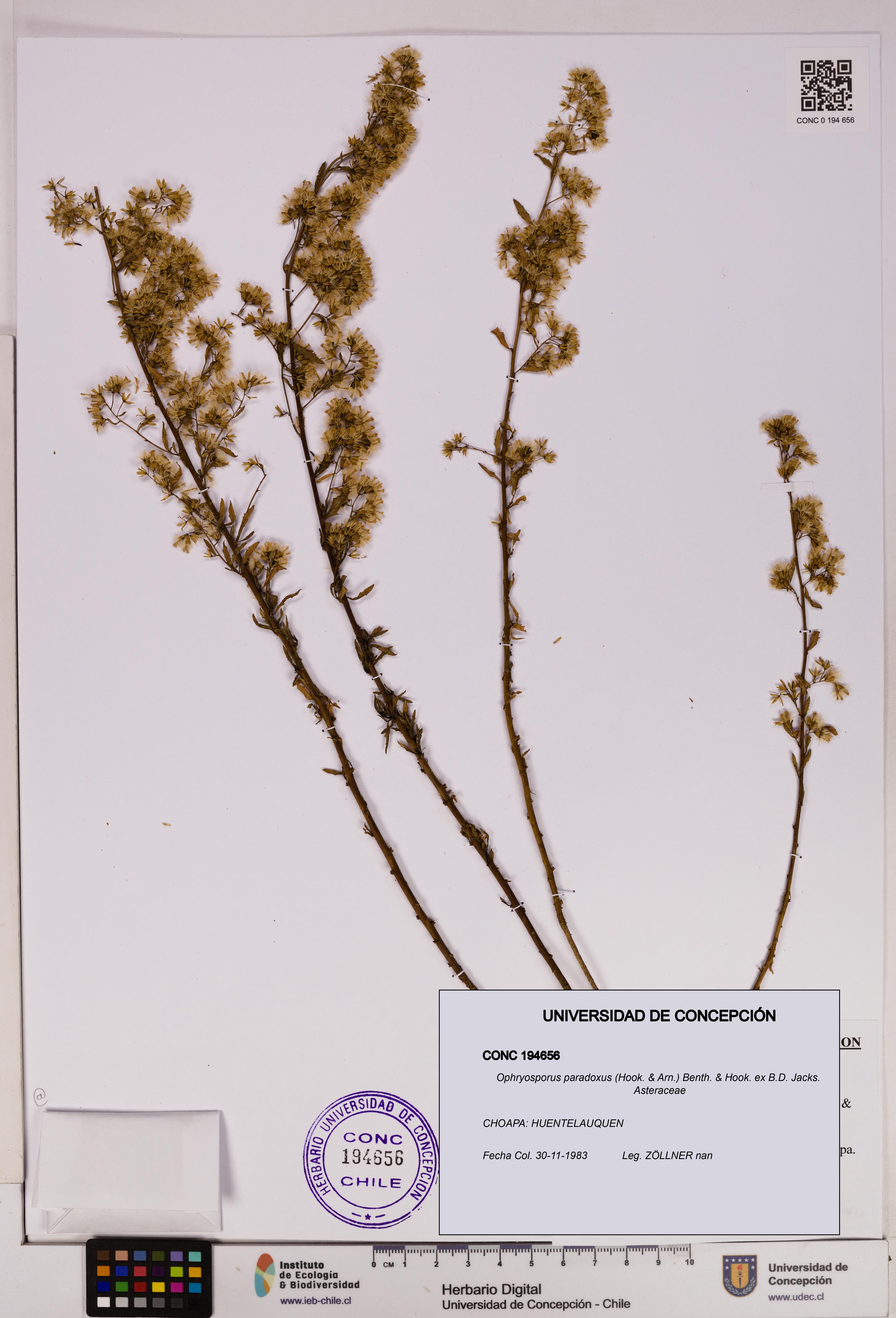 Ophryosporus paradoxus [Espécimen: UDEC:CONC:0194656]