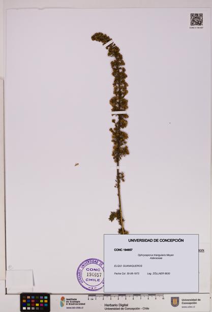 Ophryosporus triangularis [Espécimen: UDEC:CONC:0194657]