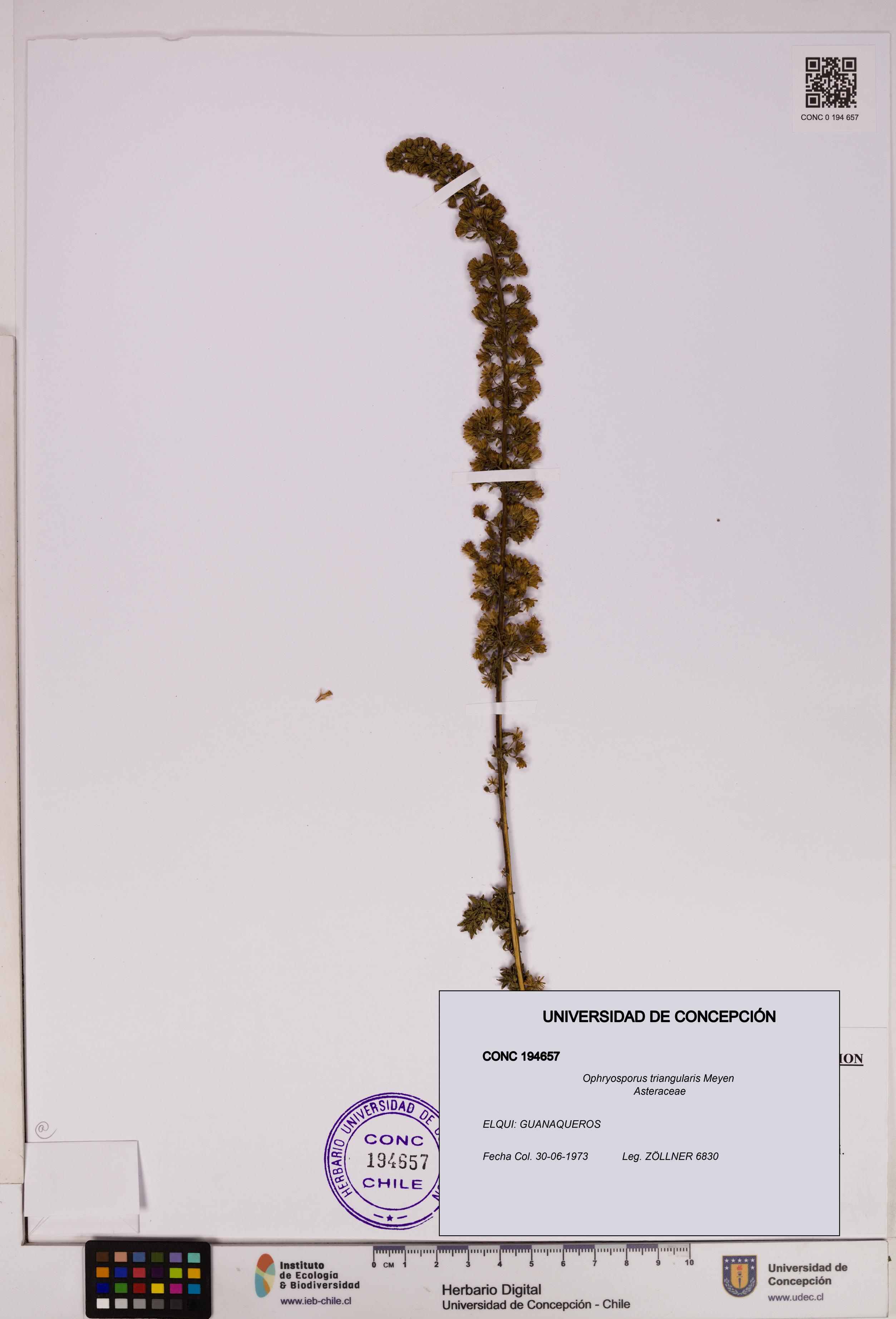 Ophryosporus triangularis [Espécimen: UDEC:CONC:0194657]
