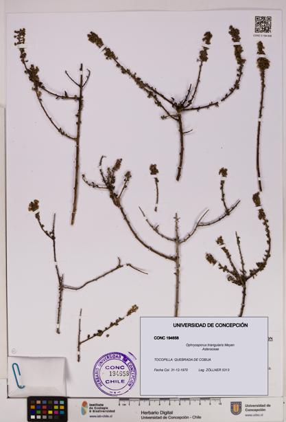 Ophryosporus triangularis [Espécimen: UDEC:CONC:0194658]