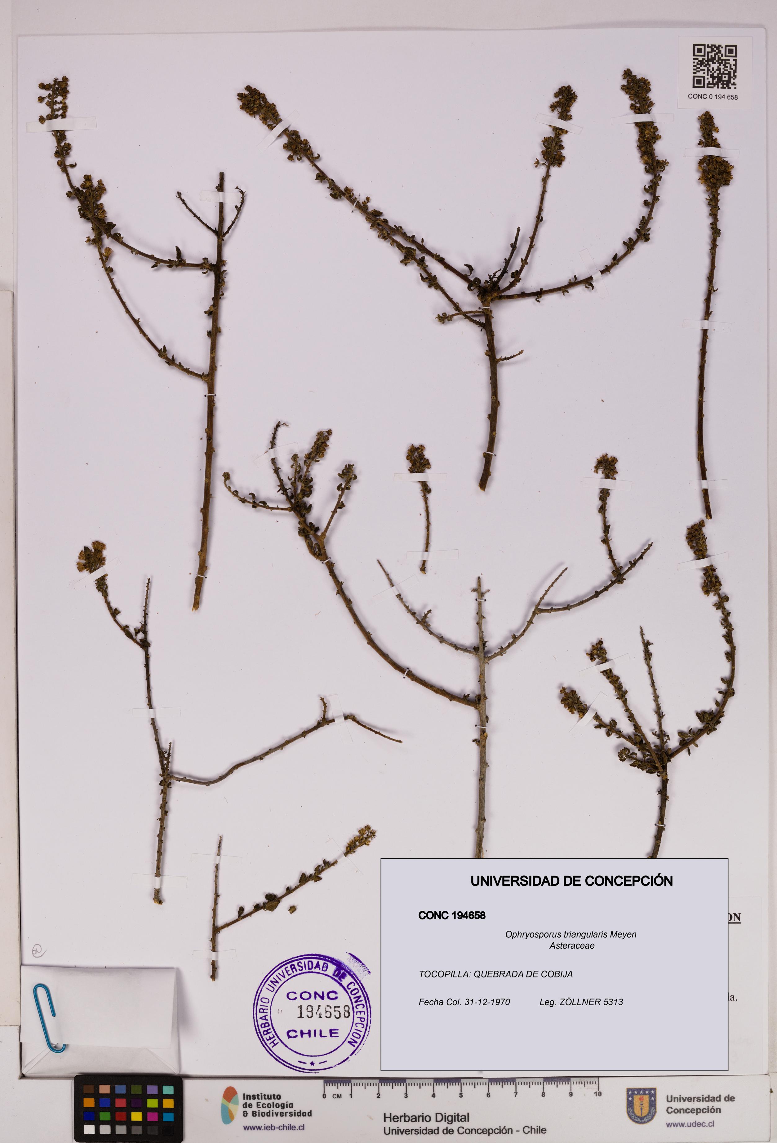 Ophryosporus triangularis [Espécimen: UDEC:CONC:0194658]
