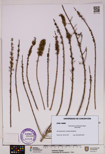 Ophryosporus triangularis [Espécimen: UDEC:CONC:0194659]